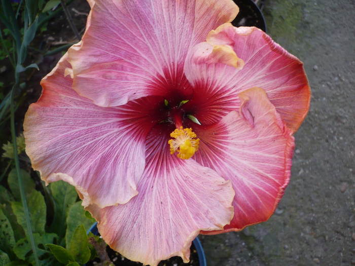 P1140189