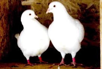 voiajori - Rasele de Porumbei din Romania