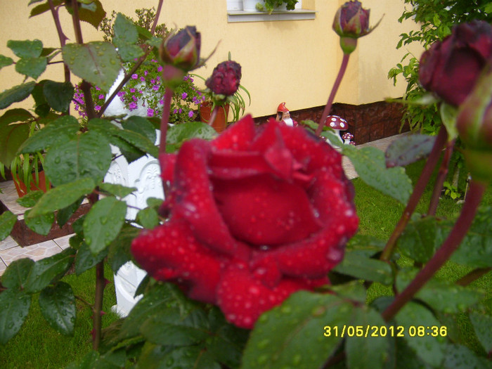 S7003653 - Trandafiri 2012