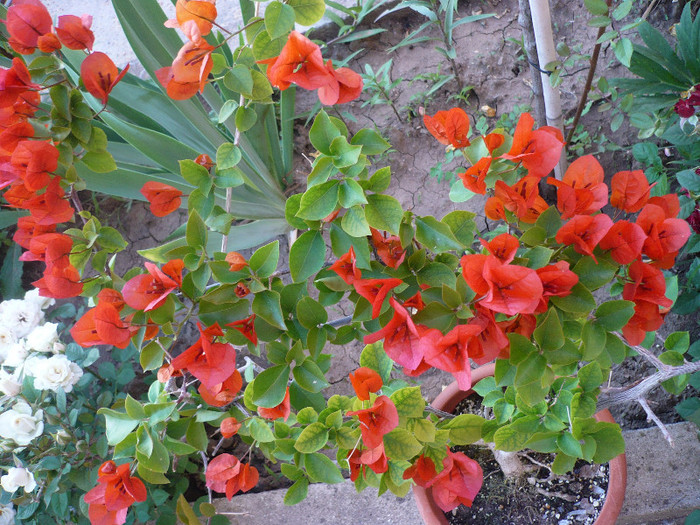 02.06.2012 - zzz-BOUGAINVILLEA-2012