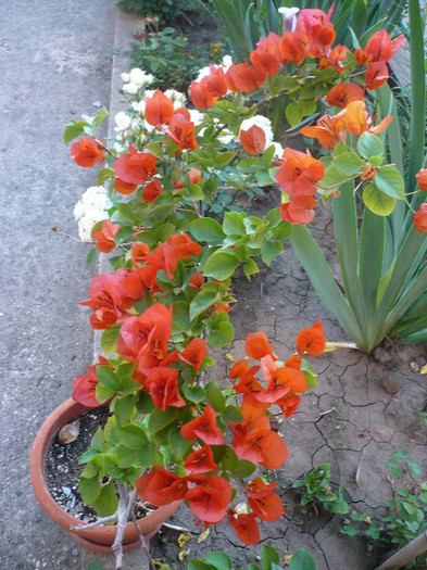 P1140195 - zzz-BOUGAINVILLEA-2012