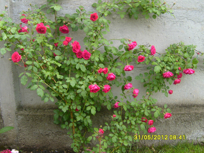 rosu urcator - Trandafiri 2012