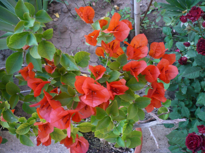 P1140197 - zzz-BOUGAINVILLEA-2012