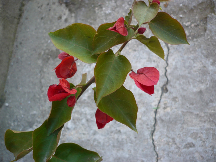 P1140199 - zzz-BOUGAINVILLEA-2012