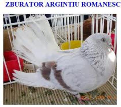 Zburator argintiu romanesc ( CURCAN9