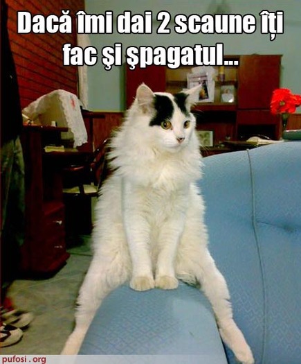 poze-amuzante-poza-amuzante-pisica-vrea-sa-faca-spagatul-pe-doua-scaune