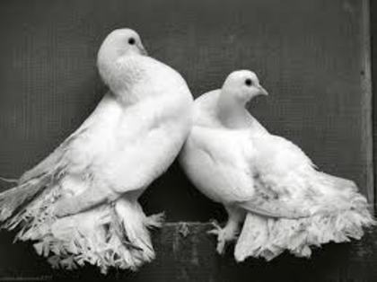 porum,bei; porumbei de expozitie mai sunt 8 exemple de porumbei in acel fel
