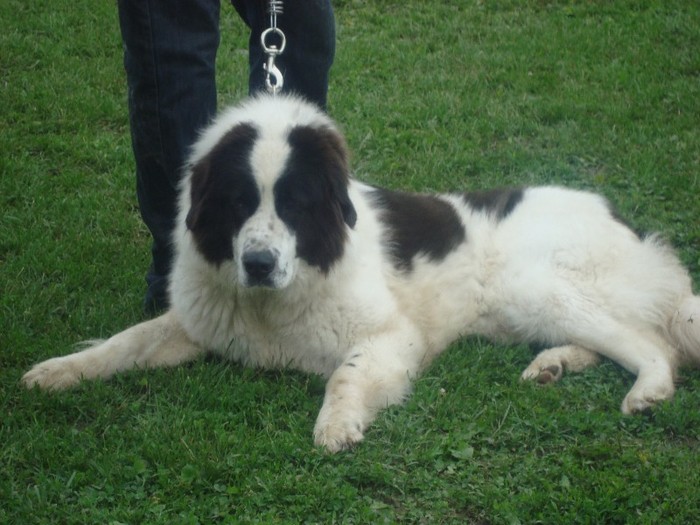 ARMEANCA - expozitia canina campulung 2012