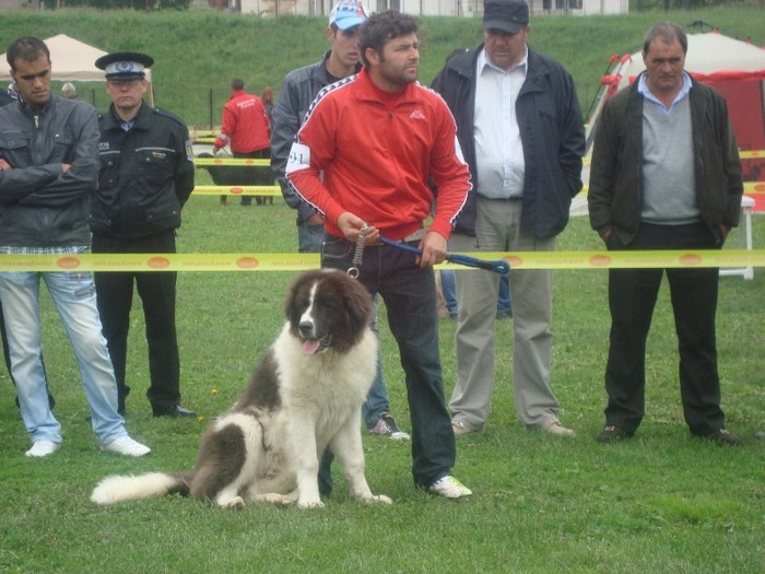 Daliman la 6 luni - expozitia canina campulung 2012