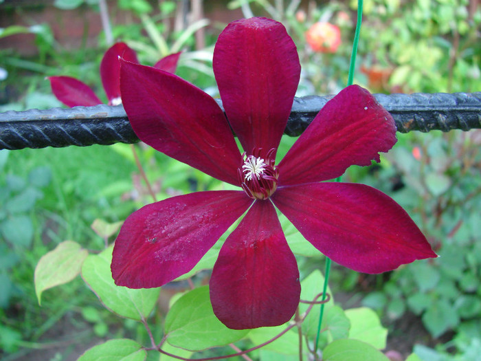 DSC09641 - Clematis