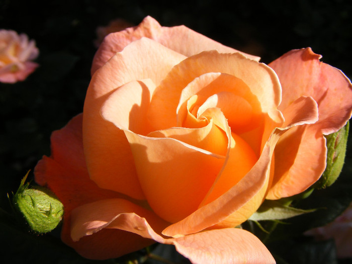Rosemary Harkness; Floribunda,floare mare,35 petale,parfum intens(8-9 din 10 puncte),dulce,h0,75-1m
