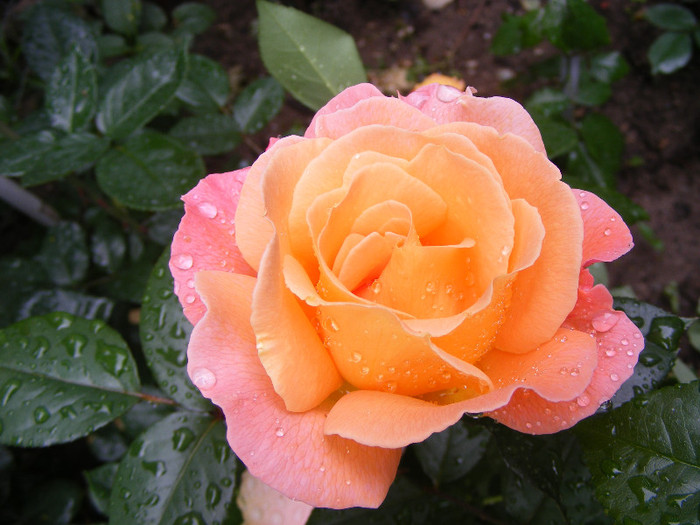 Rosemary Harkness; Floribunda,floare mare,35 petale,parfum intens(8-9 din 10 puncte),dulce,h0,75-1m
