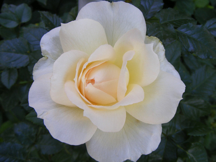 Tchaikovsky; Floribunda de parc,floare mare,41 petale,parfum mediu (5-6 din 10 puncte)h1,5-1,85m
