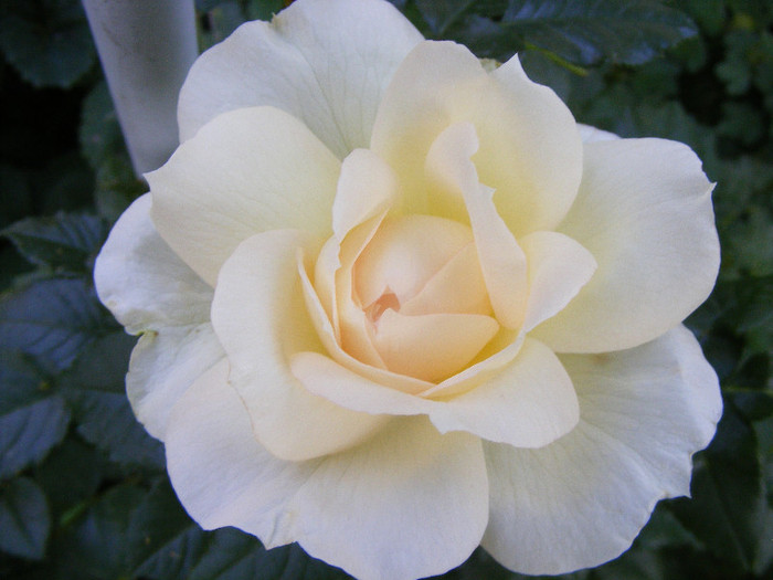 Tchaikovsky; Floribunda de parc,floare mare,41 petale,parfum mediu (5-6 din 10 puncte)h1,5-1,85m
