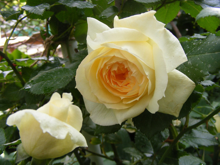 Tchaikovsky; Floribunda de parc,floare mare,41 petale,parfum mediu (5-6 din 10 puncte)h1,5-1,85m
