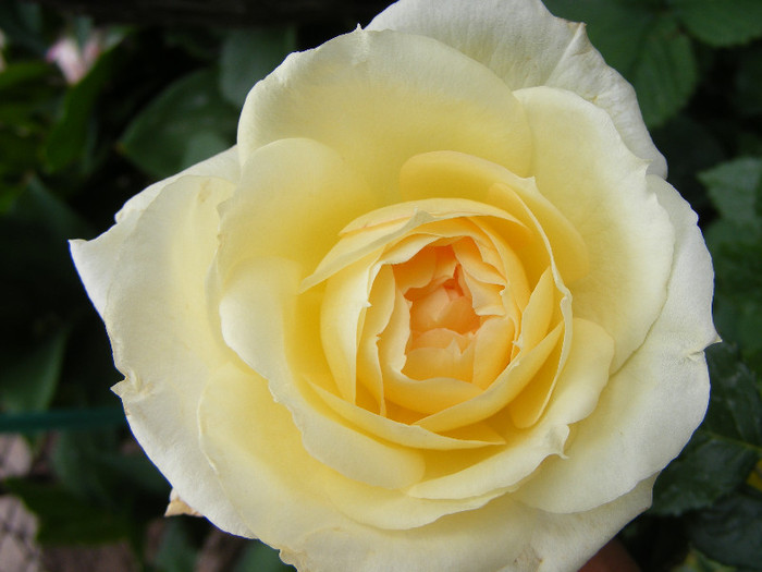 Tchaikovsky; Floribunda de parc,floare mare,41 petale,parfum mediu (5-6 din 10 puncte)h1,5-1,85m
