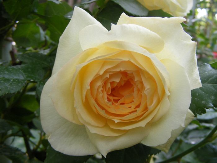 Tchaikovsky; Floribunda de parc,floare mare,41 petale,parfum mediu (5-6 din 10 puncte)h1,5-1,85m
