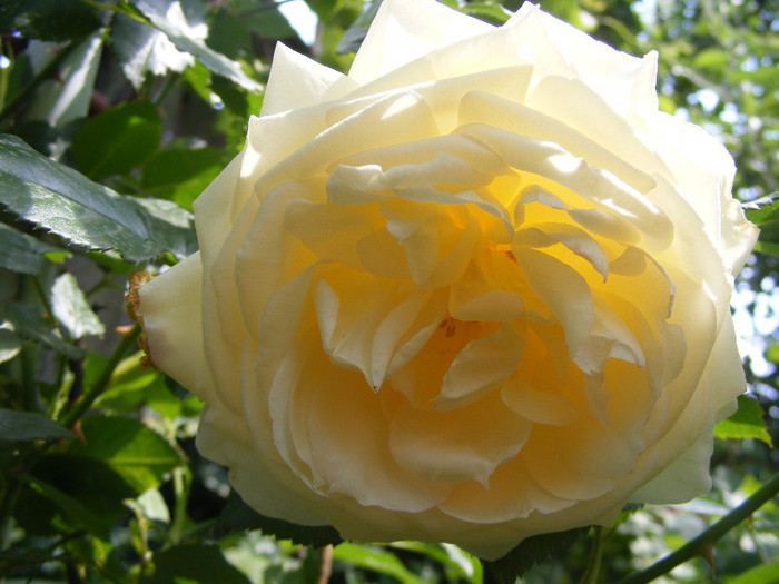 Tchaikovsky; Floribunda de parc,floare mare,41 petale,parfum mediu (5-6 din 10 puncte)h1,5-1,85m
