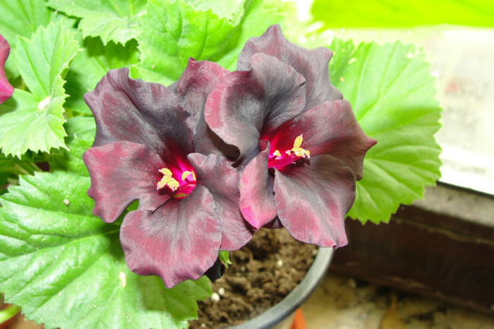 S B - B-Pelargoniums