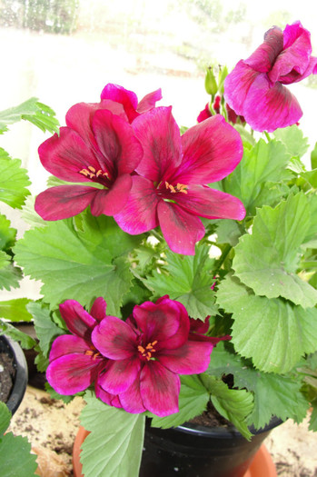 A - B-Pelargoniums