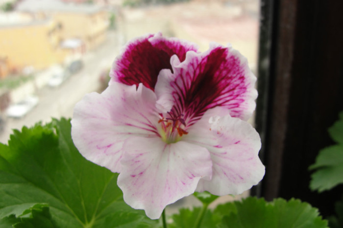 Vicky Claire - B-Pelargoniums