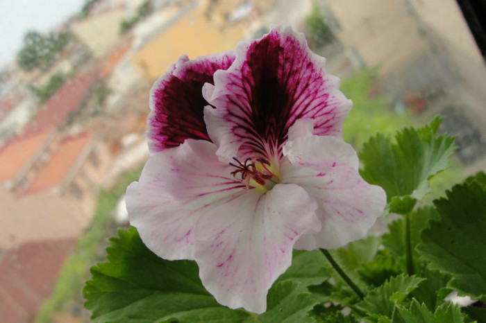 V C - B-Pelargoniums