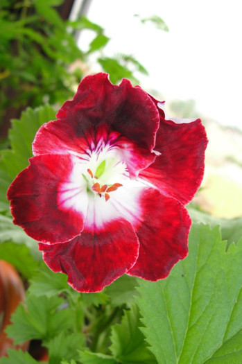 B - B-Pelargoniums