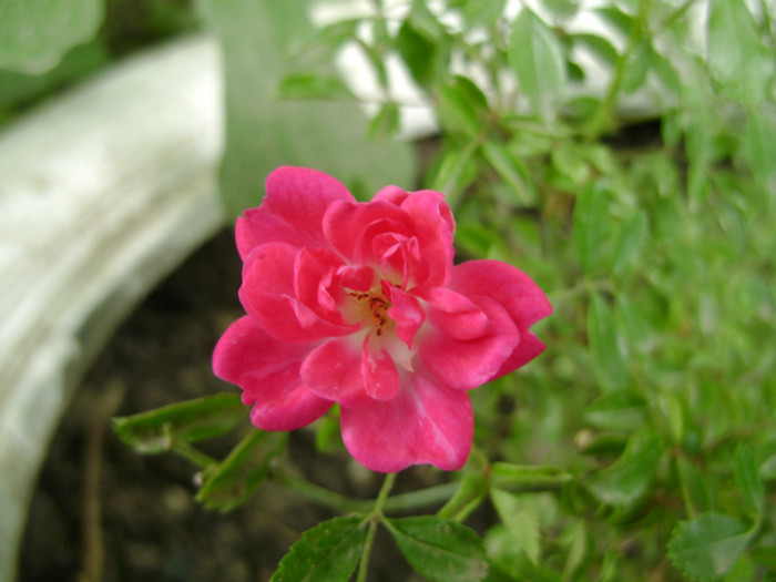 02 iun 2012 (prima floare); culoarea este un rosu ciclam
