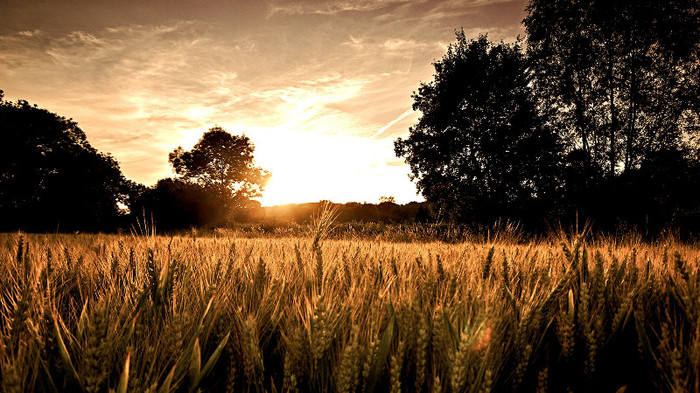 fields_with_wheat-1920x1080 - Wallpapers com