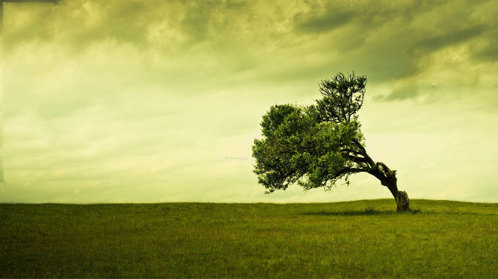 wallpaper-545407