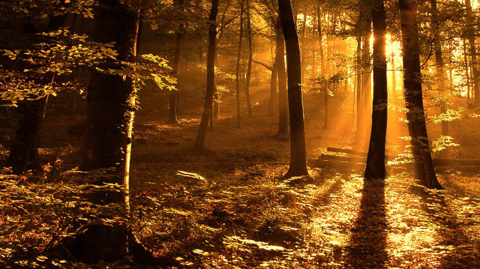 wallpaper-625826 - Wallpapers com