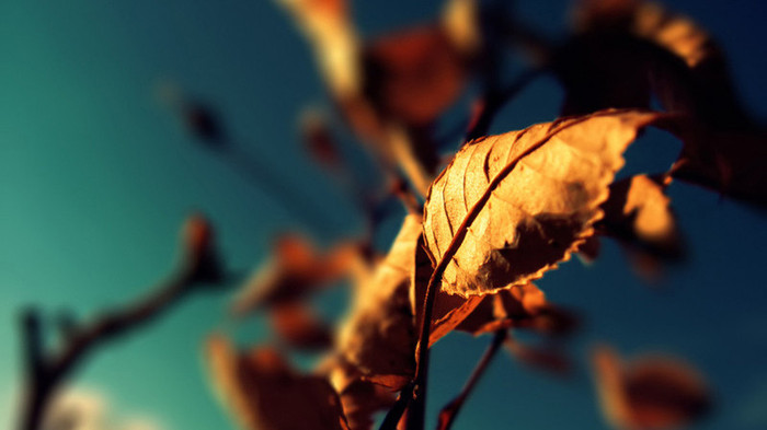 wallpaper-625841 - Wallpapers com