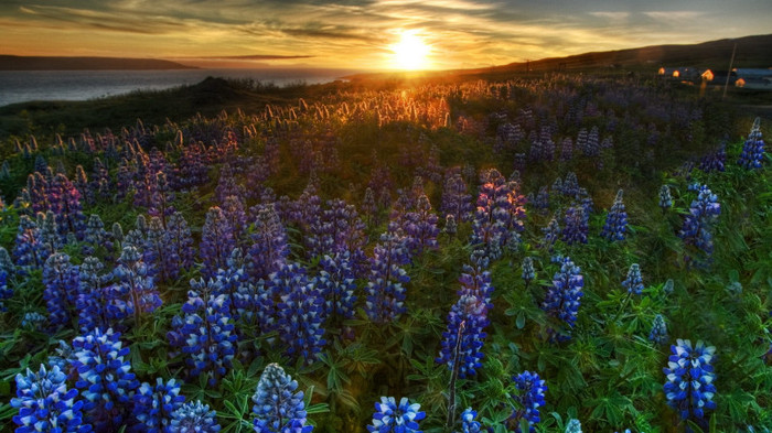 wallpaper-800731 - Wallpapers com