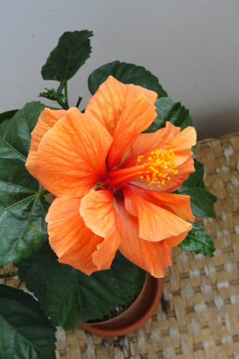 Madrid - B-hibiscus-Sunny Cities