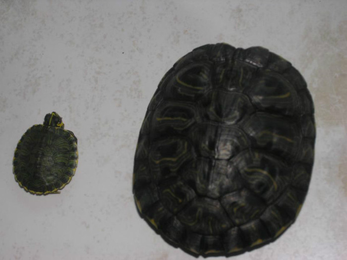 turtle2; cea din dreapta are peste 10 ani de cand locuieste cu mine
