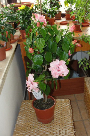 Hibi roz batut-copacel - B-hibiscus-2012 2