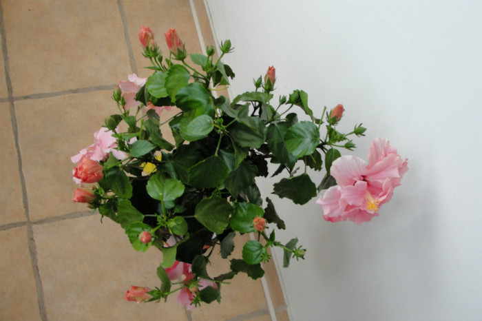 Plin-plin de boboci - B-hibiscus-2012 2