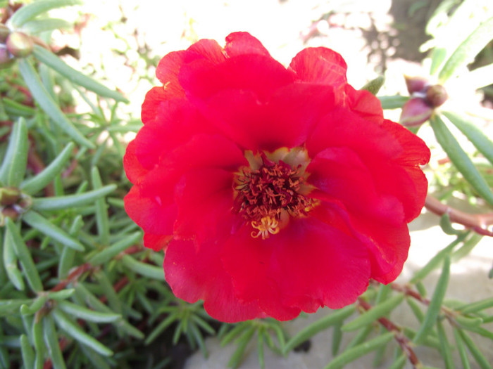 DSCF7389 - c-vara