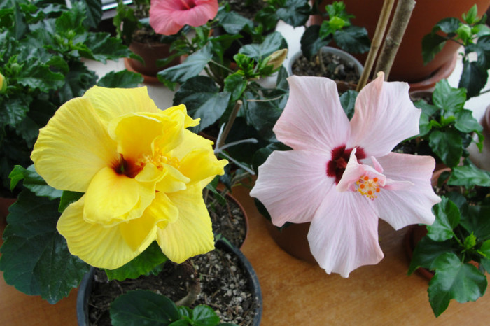 Hibi Koenig si roz simplu - B-hibiscus-2012 2