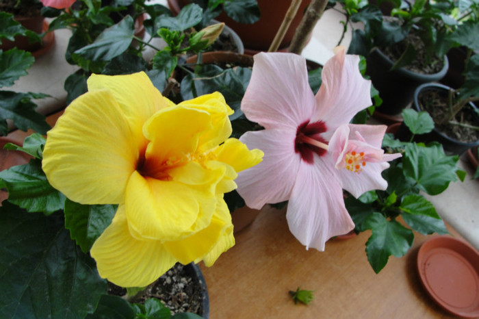 - B-hibiscus-2012 2