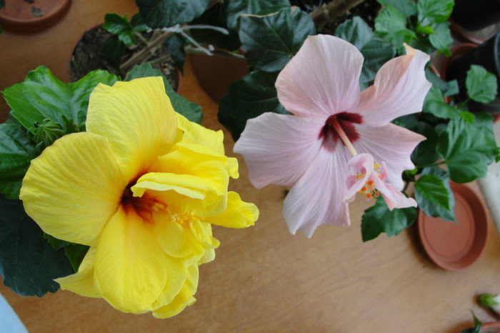 DSC00873 - B-hibiscus-2012 2