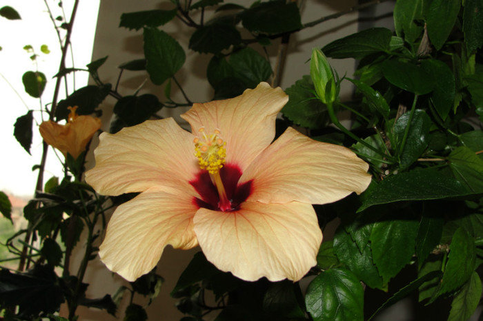 hibi Cairo Somon - B-hibiscus-2012 2