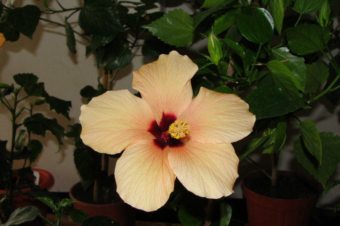  - B-hibiscus-2012 2