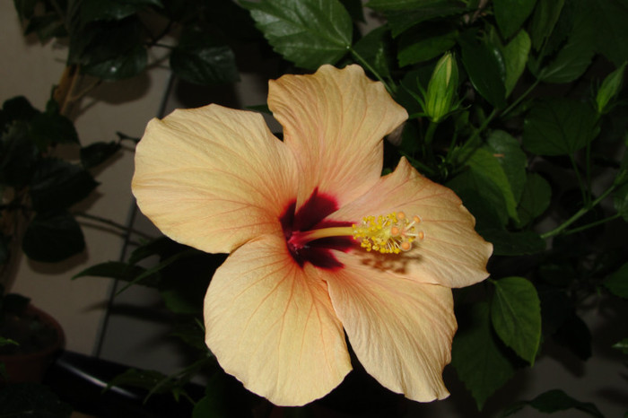 28.05.12 - B-hibiscus-2012 2