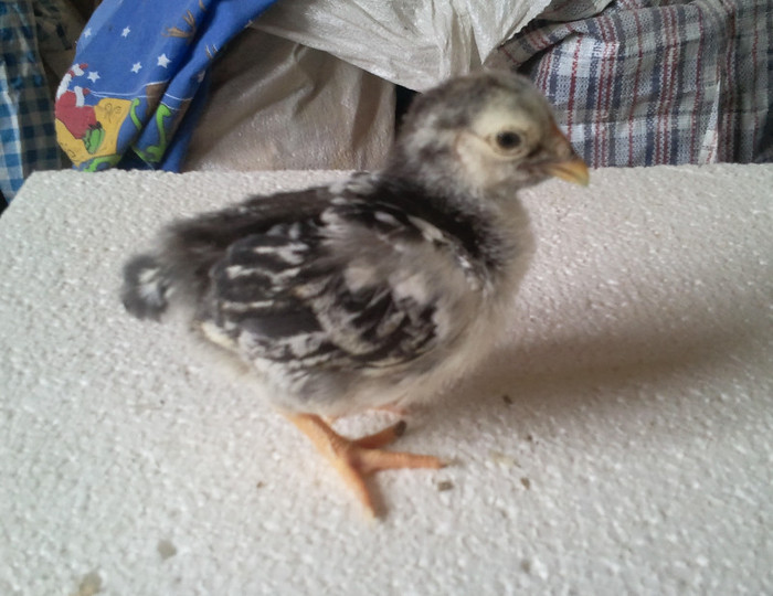 pui 2 sapt - wyandotte silver laced