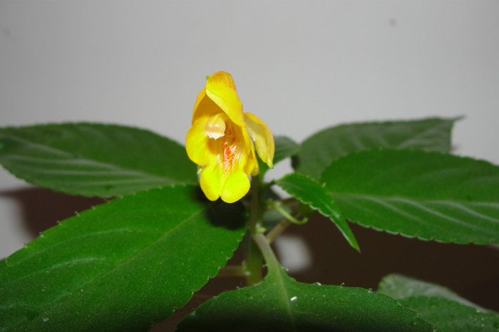 Tuberosa - B-impatiens