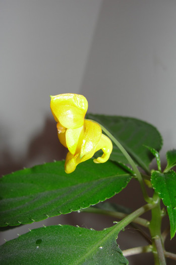  - B-impatiens