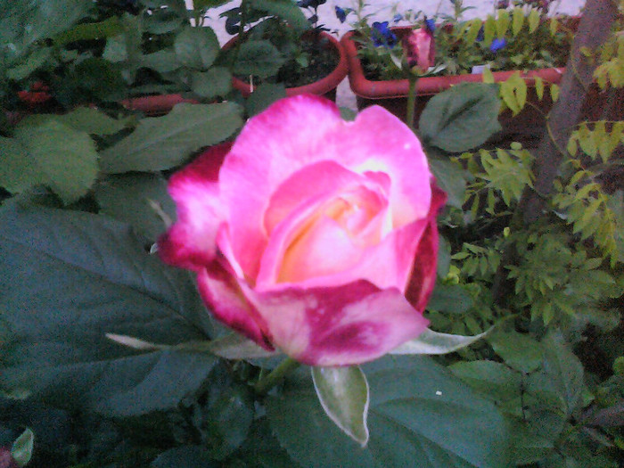 Picture 003