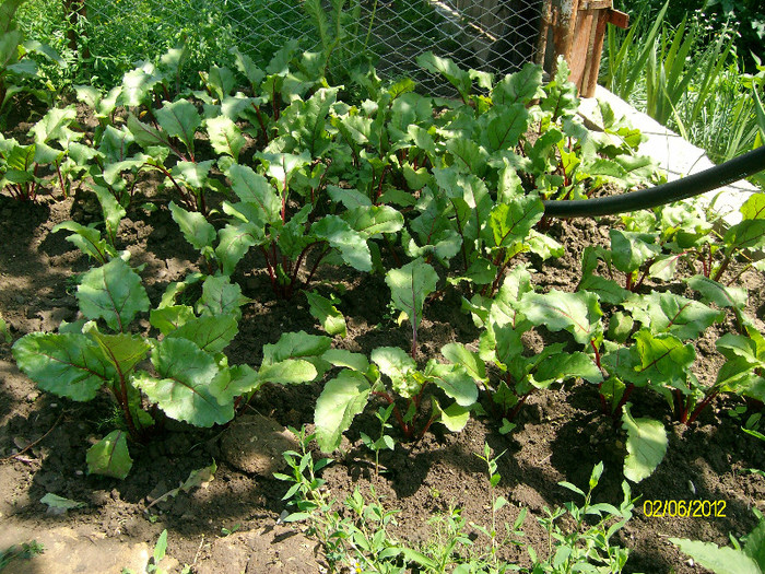 SANY2424 - 5-inceput de primavara-vara