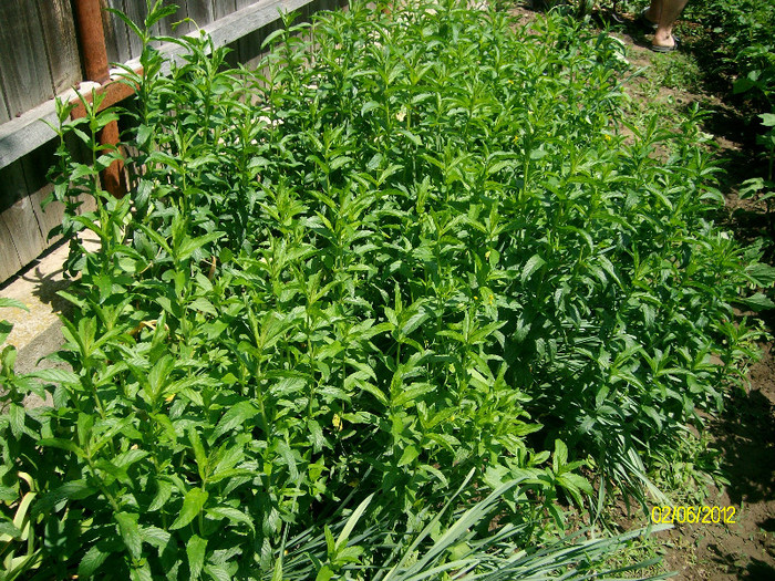 menta - 5-inceput de primavara-vara